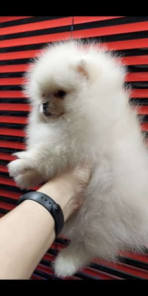 Померанский шпиц в фото 5