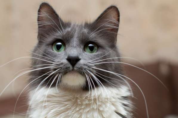 Ласковая пушистая зеленоглазая кошка голубого окраса Джеки в Москве фото 4