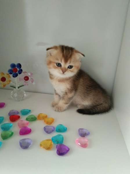 Шотландская куколка в Москве