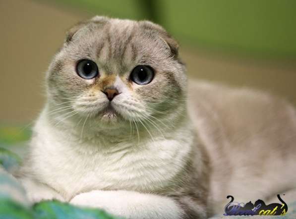 Шотландский котик. Питомник в фото 4