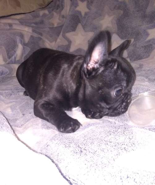 Француженка тигровая в Кирове фото 12