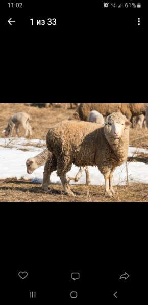 Овцы породы меринос и овцы романовской породы
