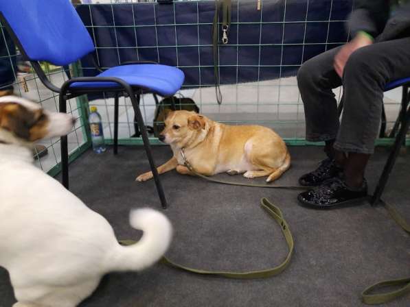 Уютный диванный пёсик в Санкт-Петербурге фото 7