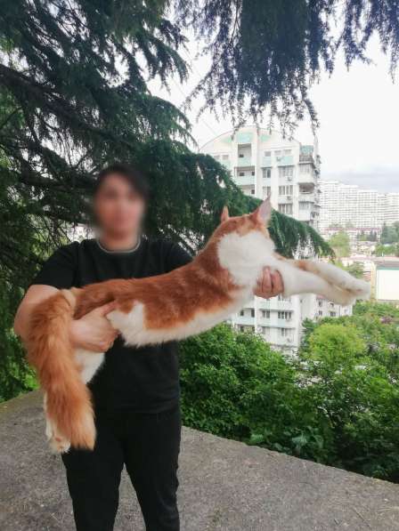 Питомник кошек породы мей-кун CEPHEUS предлагает котят в Сочи