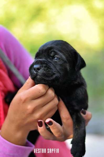 Кобель кане корсо в Симферополе фото 20