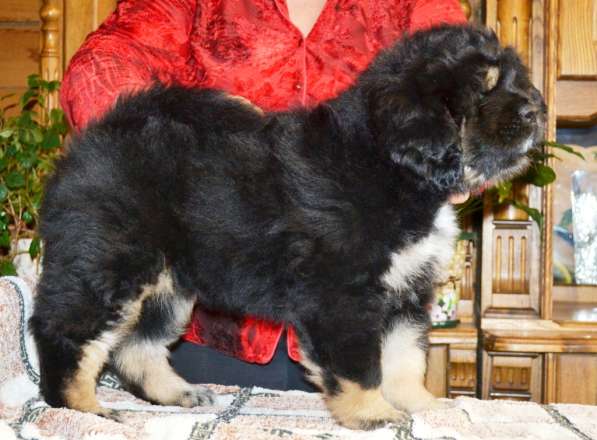 Тибетский мастиф - лучший страж на территории в Москве фото 43