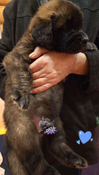 Восхитительные щенки породы леонбергер в Москве фото 10