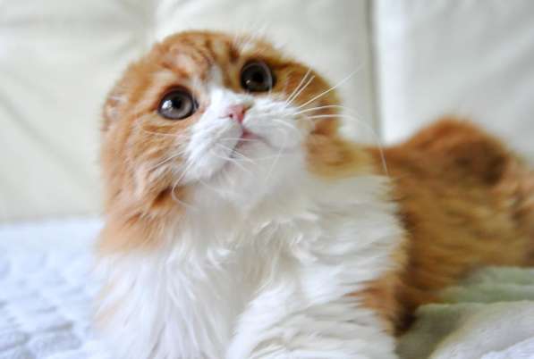 Шикарные котята скоттиш-фолд в Екатеринбурге фото 10