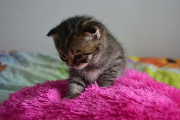 Шотландская вислоухая кошечка в фото 14