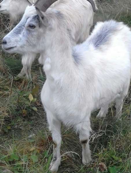 козы и козлята в Пскове