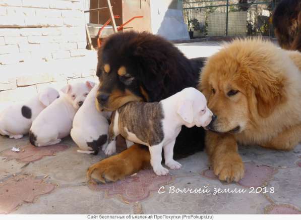 Тибетский мастиф - щенки в Санкт-Петербурге