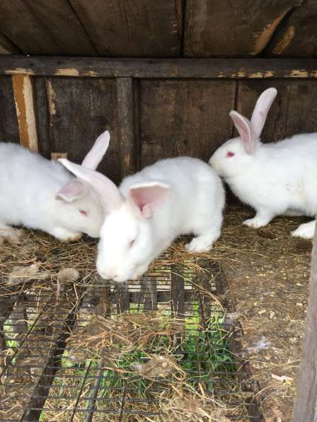 Продам кроликов живым весом в Белово