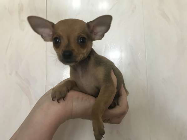 МИКРО русский той-терьер в Москве фото 4