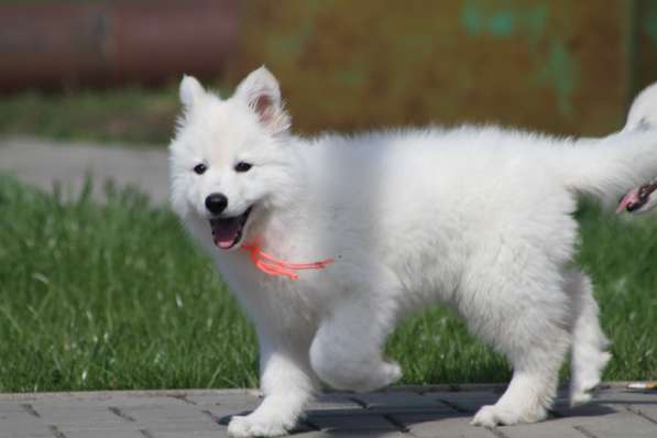 Щенки БШО в Москве фото 23