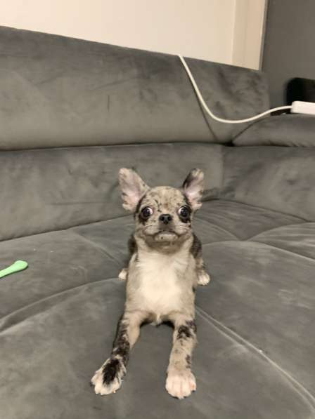 Chihuahua Merle Чихуахуа Мерле в фото 5