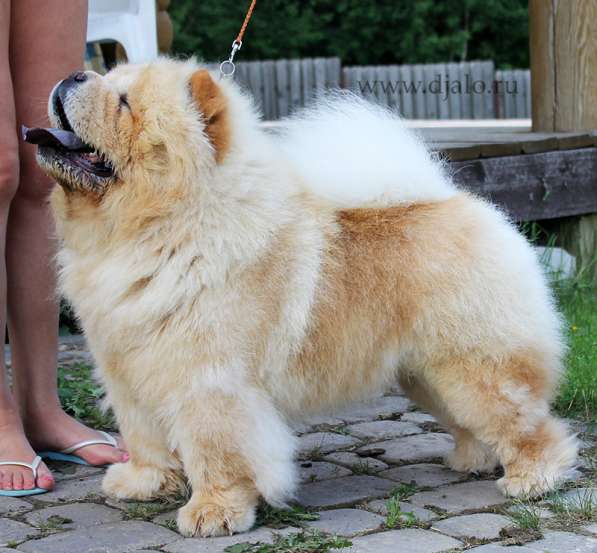 Чау-чау щенки в фото 5