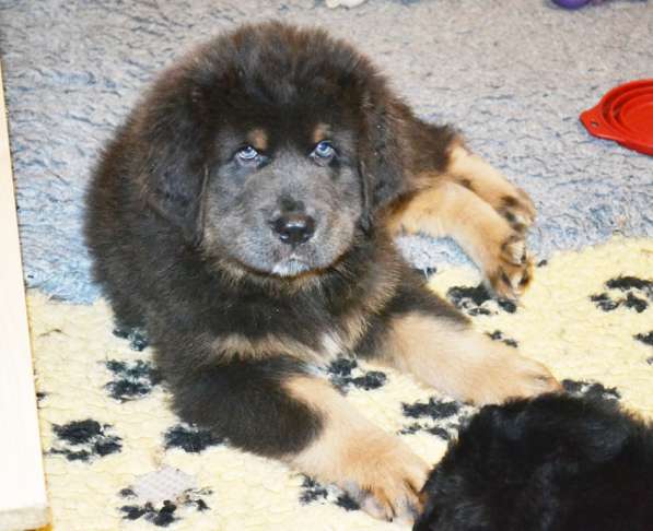 Тибетский мастиф - лучший страж на территории в Москве фото 64