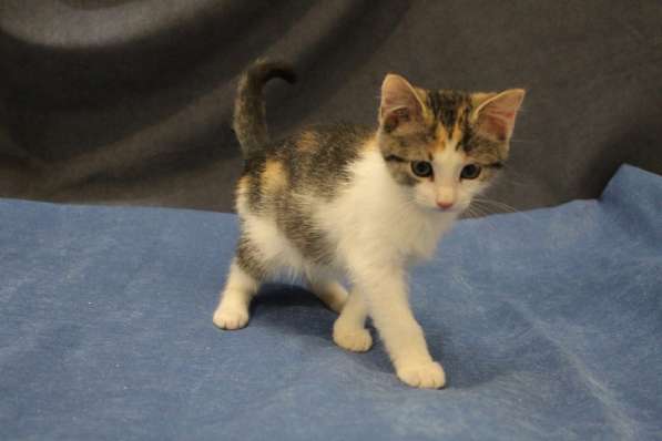 Котенок-ангелочек в Санкт-Петербурге фото 15