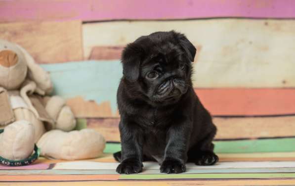 Мопс щенки 70000 руб в Москве фото 3