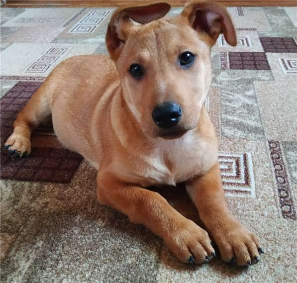 Очаровательный малыш Лёлик ищет дом в Москве фото 4