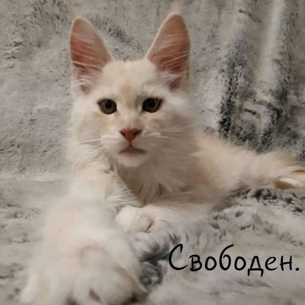 Мейн Кун Осман в Санкт-Петербурге фото 6