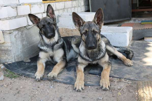 Щенки восточноевропейской овчарки (ВЕО) в фото 13