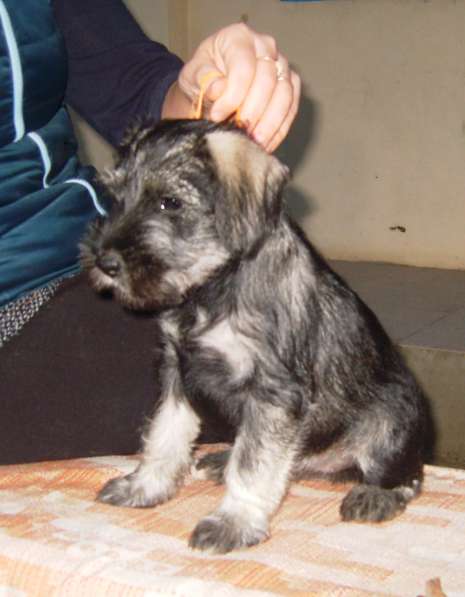 Щенки миттельшнауцера в Москве фото 9