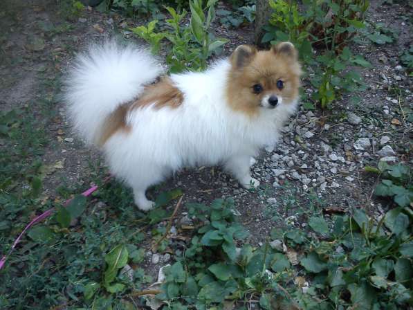 Девочка шпица в Симферополе фото 9