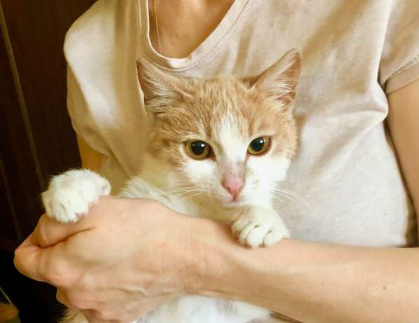 Яркое солнышко котенок Марсик в дар