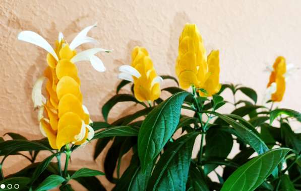 Пахистахис - тропический цветок экзот - от ростков до кустов