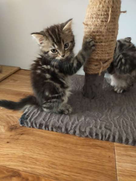 Мраморные шотландские котята в фото 11