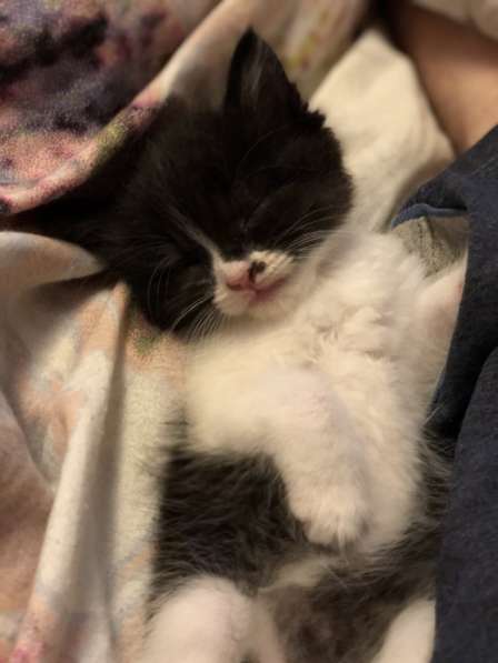 Котик ищет дом) в Санкт-Петербурге фото 3