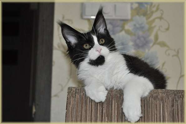 Котята Мейн-кун из питомника с документами в Санкт-Петербурге фото 4