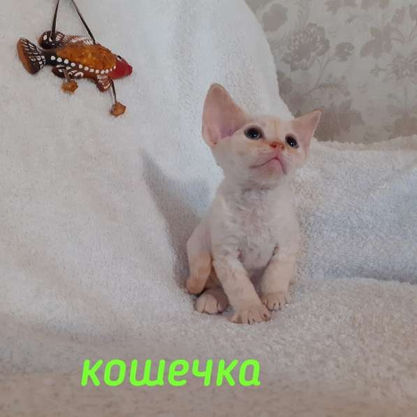 Котята Девон рекс в Калининграде фото 5