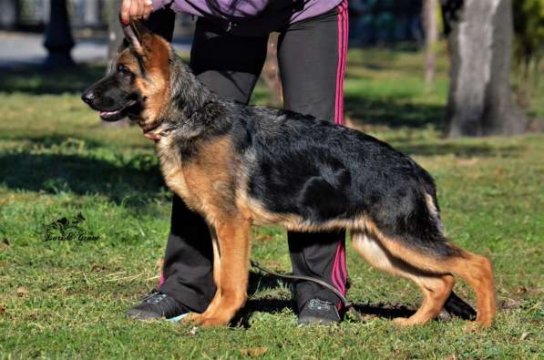 Немецкая овчарка в фото 22