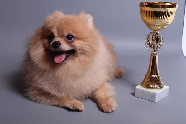 Малыш на вязку в Москве фото 3