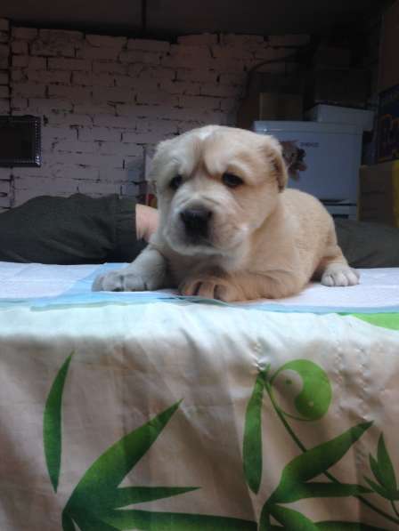 Щенки среднеазиатской овчарки-алабая в Крымске фото 8