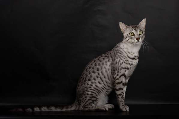 Котята породы Египетская Мау (кастраты)