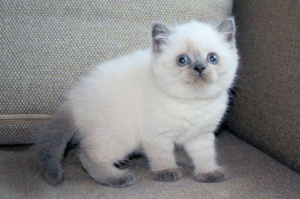Колорные котята с голубыми глазками