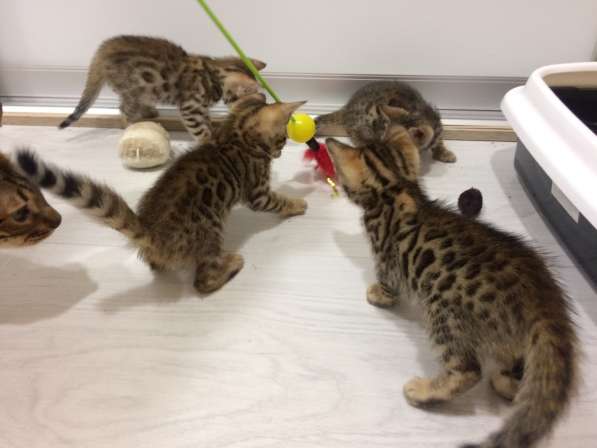 Бенгальские котята в фото 19