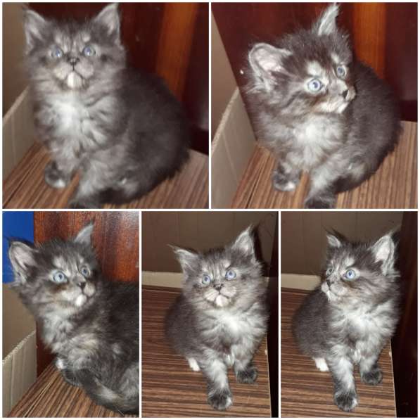 Котята Мейн-кун метисы в Наро-Фоминске фото 32