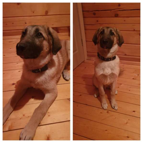 Парки - ласковый щенок подросток в добрые руки в Москве фото 8