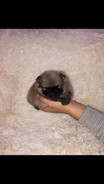 Шпиц в Москве фото 4