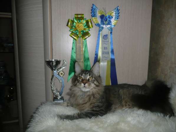 Мейн кун котята в Железногорске фото 5
