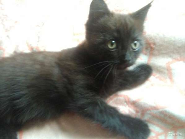 Котенок сибирской породы в Кургане фото 14