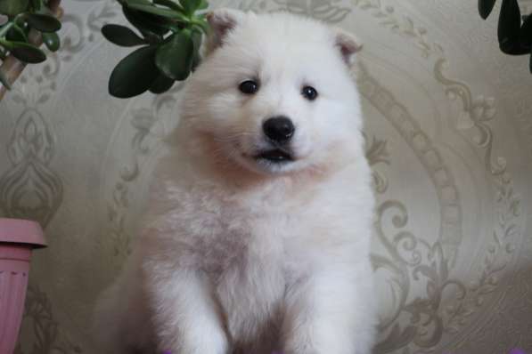 Щенки БШО в Москве фото 48