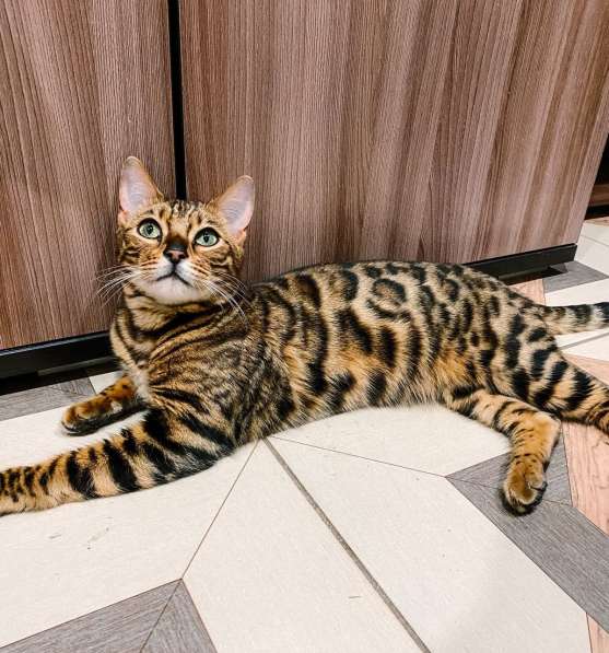 Красивейшая бенгальская кошка Стефания ищет дом и семью в Белгороде фото 4