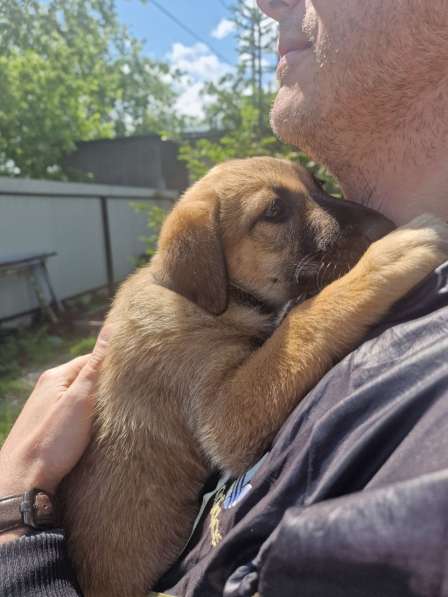 Щенки бесплатно в добрые руки в Екатеринбурге фото 4