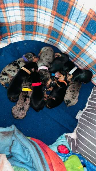 Стандартные щенки таксы