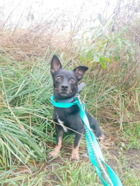 Маленький трогательный пёсик в Санкт-Петербурге фото 4